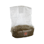 Rye grain Mushroom grow bag