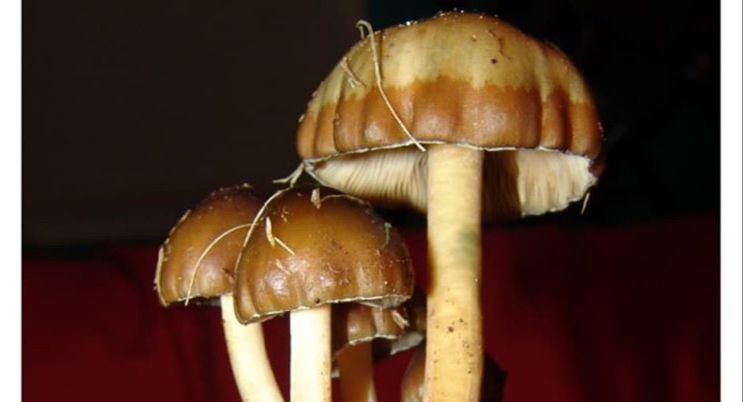 Psilocybe weilii - Image 2