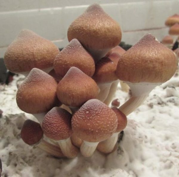 psilocybe cubensis