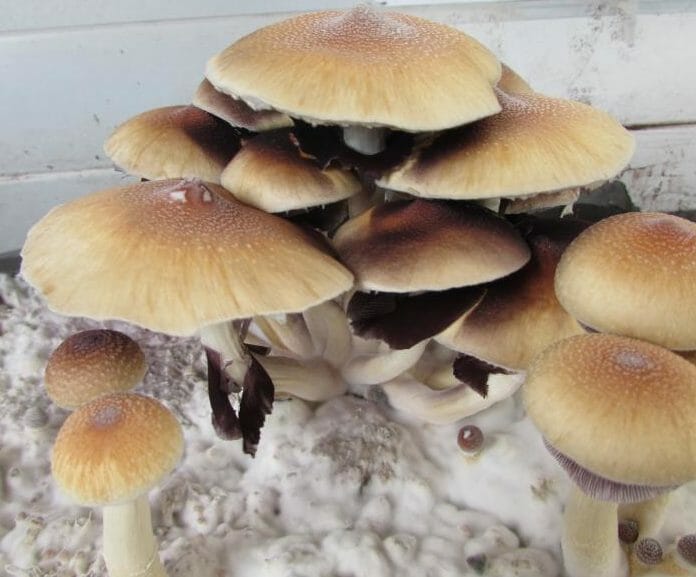 Psilocybe Cubensis - Image 2