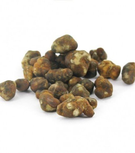 Psilocybe tampanensis - Image 2