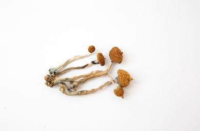Psilocybe weilii