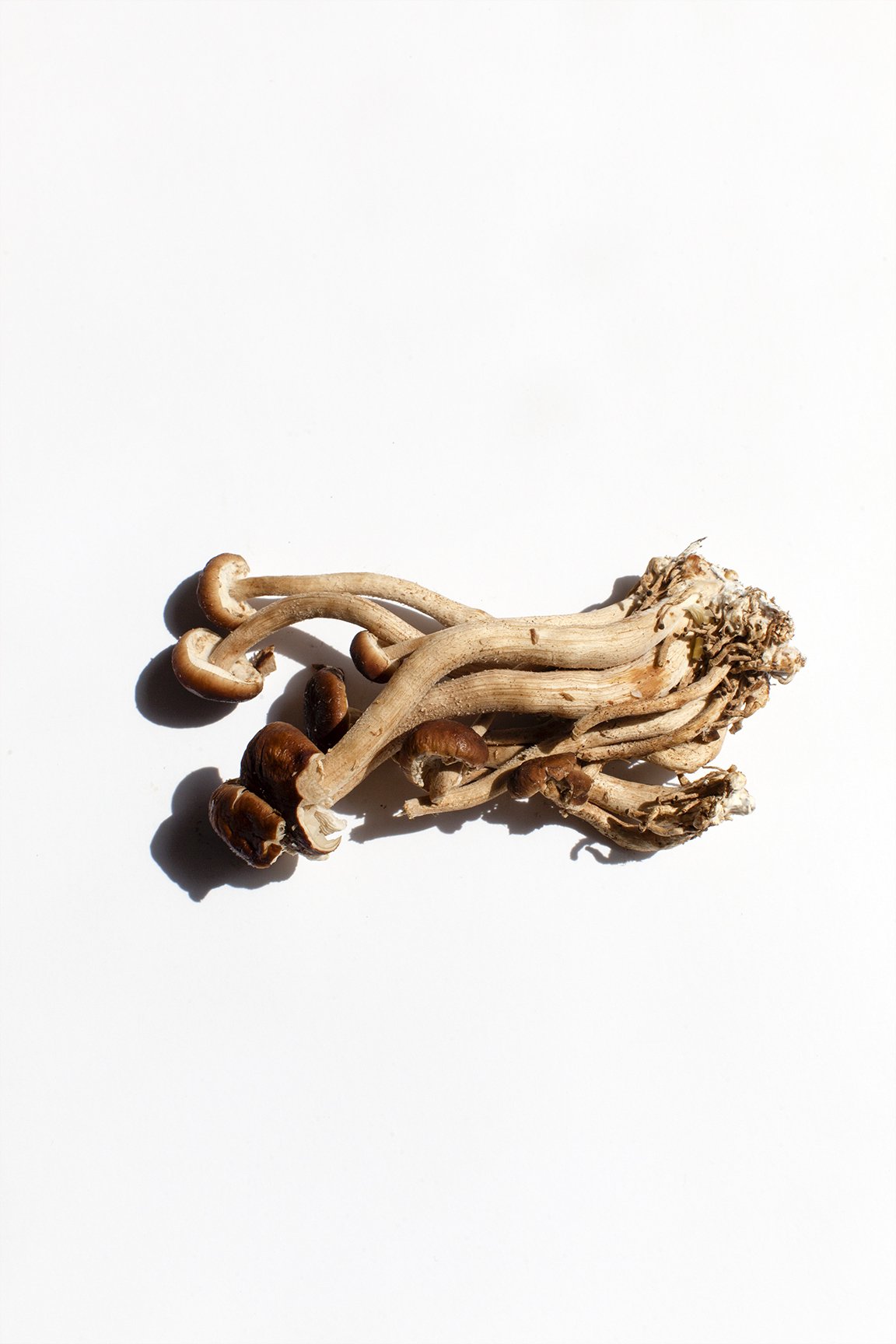 Psilocybe baeocystis