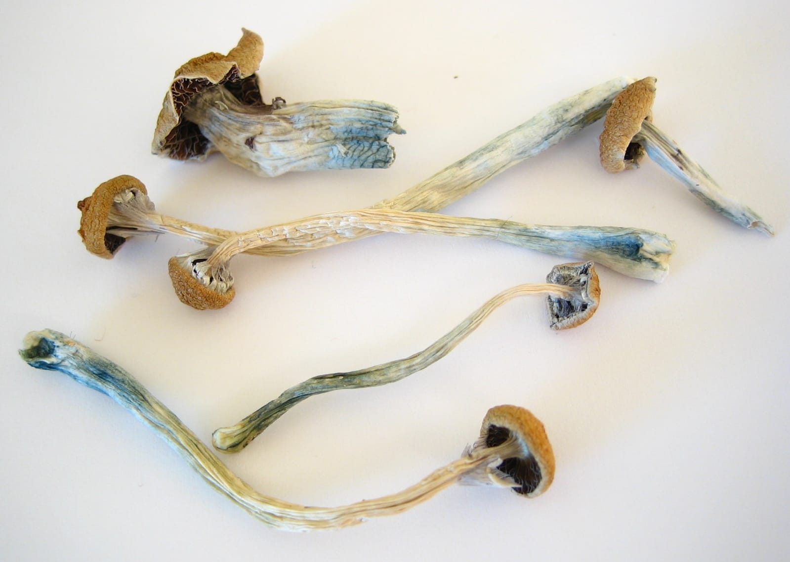 Psilocybe baeocystis - Image 3