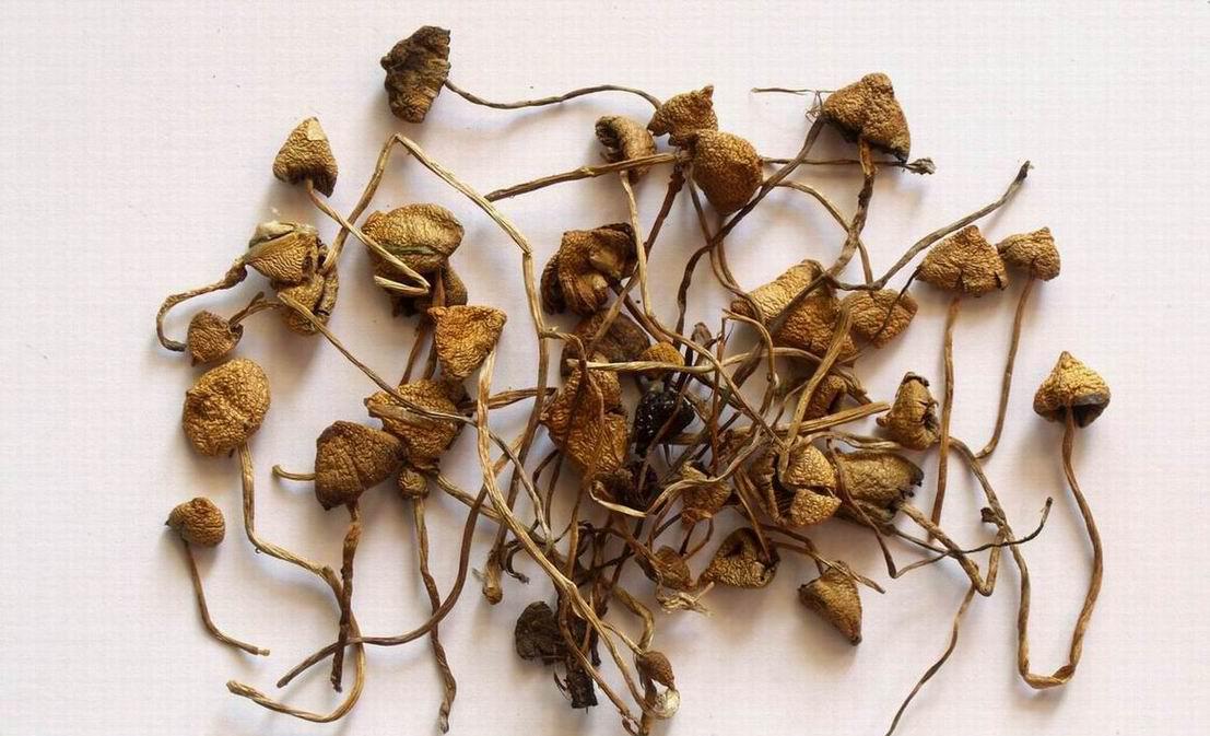 Psilocybe semilanceatas - Image 4