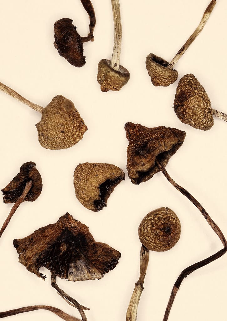 Psilocybe semilanceatas