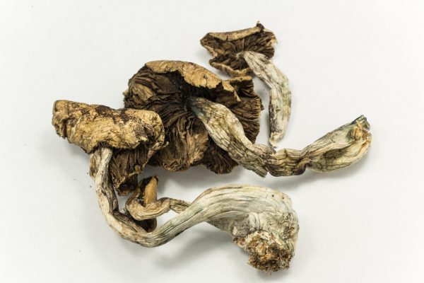 Psilocybe cubensis - Image 2