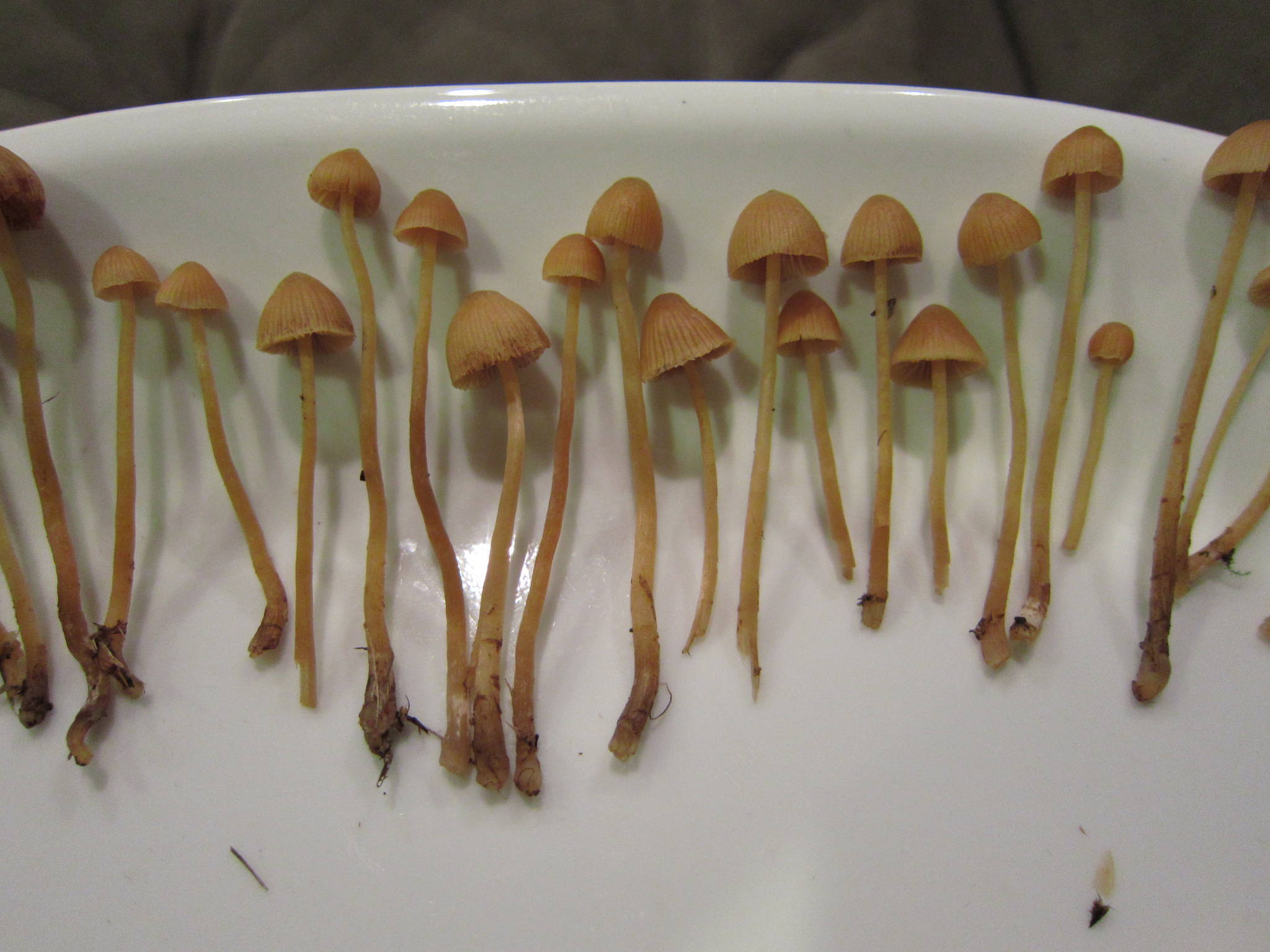 Psilocybe semilanceatas - Image 3