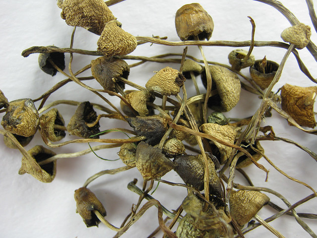 Psilocybe semilanceatas - Image 2