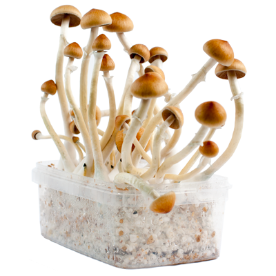 Magic Mushroom Grow Kit B+ - Image 2