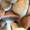 penis envy mushroom