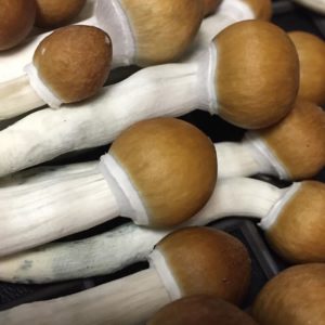 golden teachers mushroom