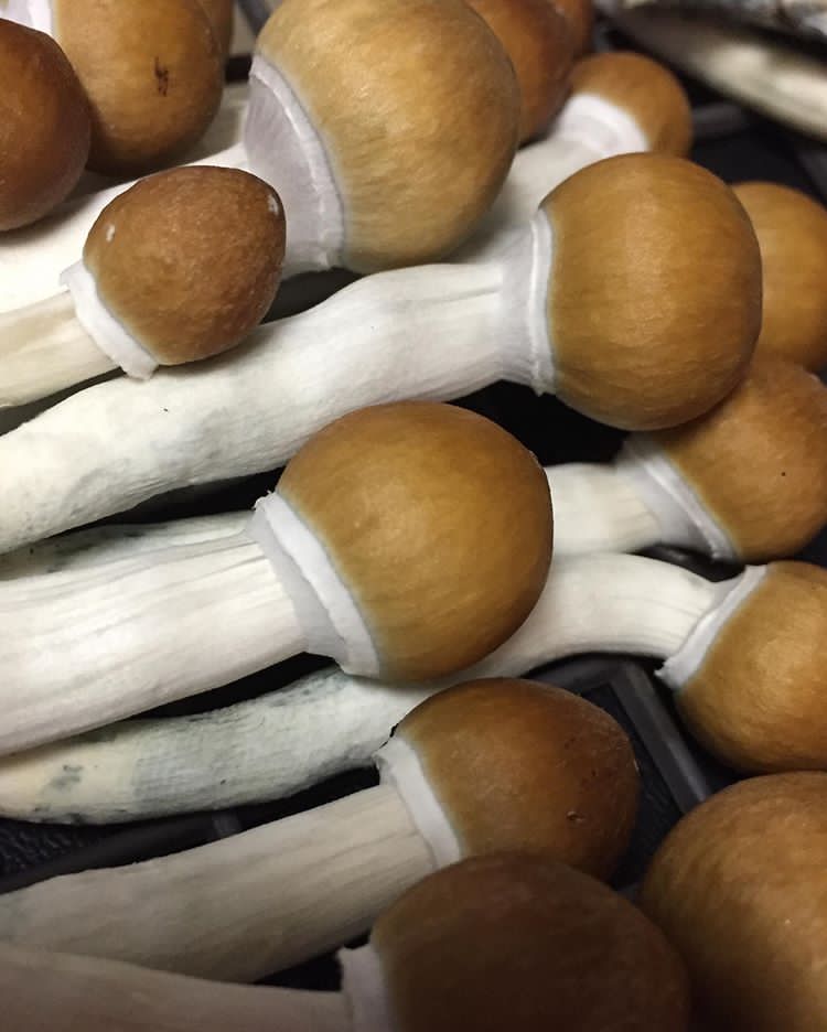 bluemeanii-20200330-0001 golden teachers mushroom