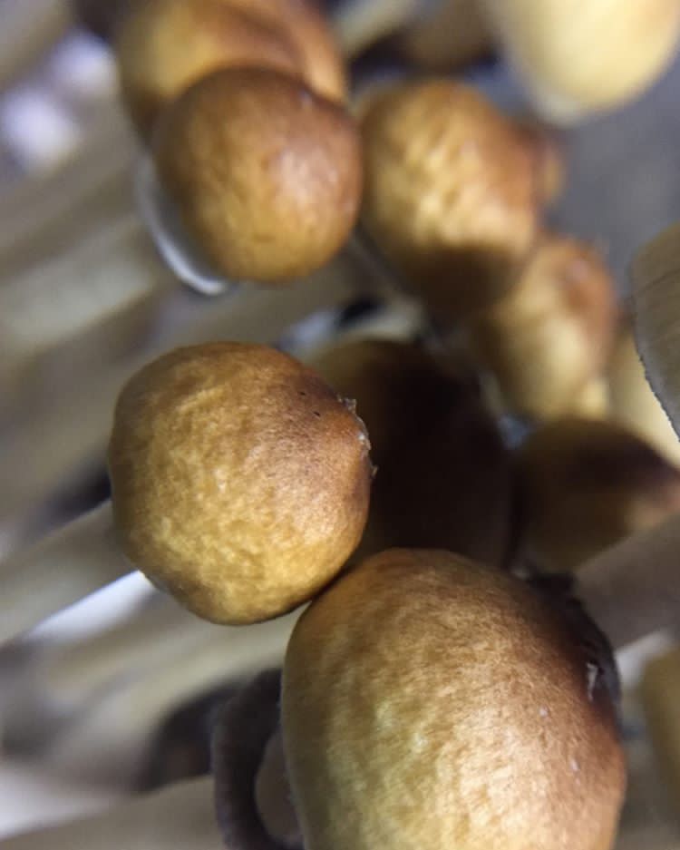 bluemeanii-20200330-0002