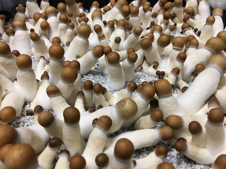 bluemeanii-20200330-0003