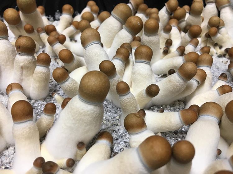 bluemeanii-20200330-0004 penis envy