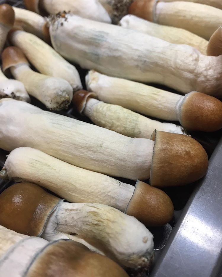 bluemeanii-20200330-0005