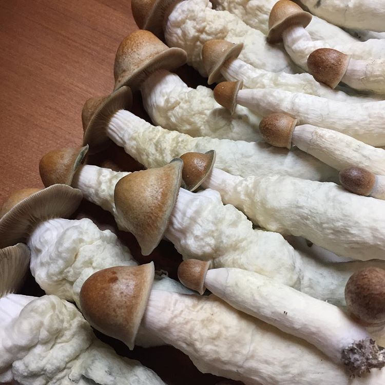 bluemeanii-20200330-0009