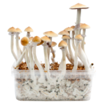 Mushroom Grow Kit Cambodia
