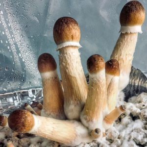 psilocybe cubensis mushroom