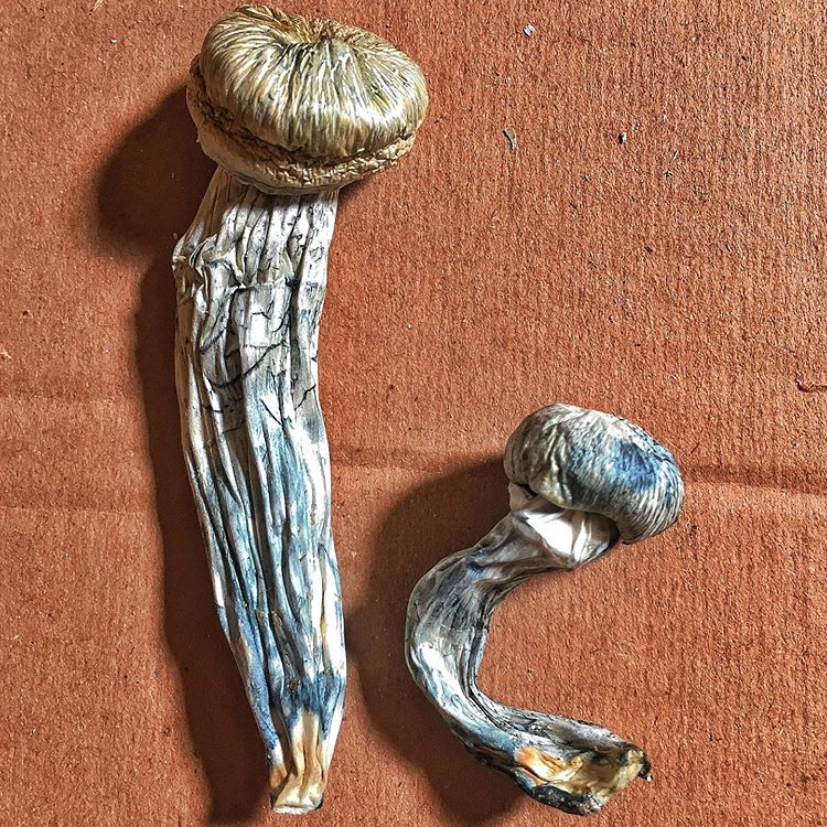 Psilocybe cubensis - Image 3