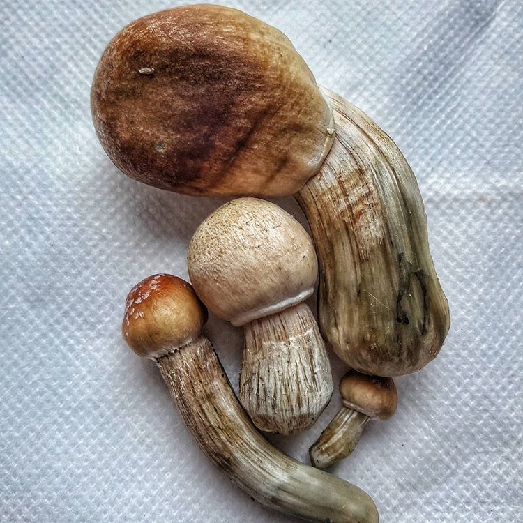 Psilocybe cubensis - Image 4