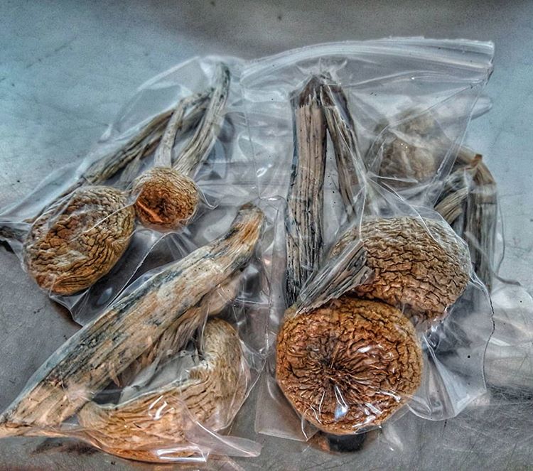 Psilocybe cubensis - Image 5