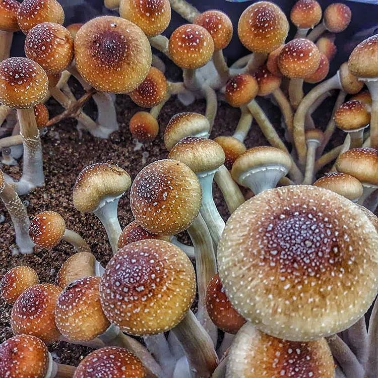 Psilocybe cubensis - Image 6