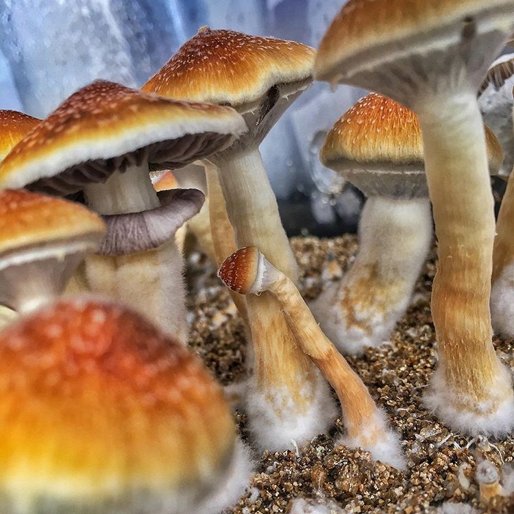 culturadoscubes-20200330-0002