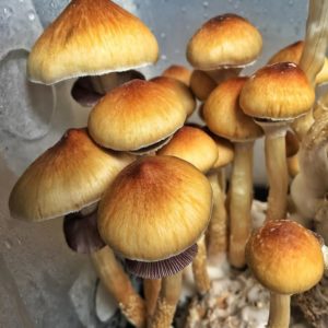 psilocybe cubensis