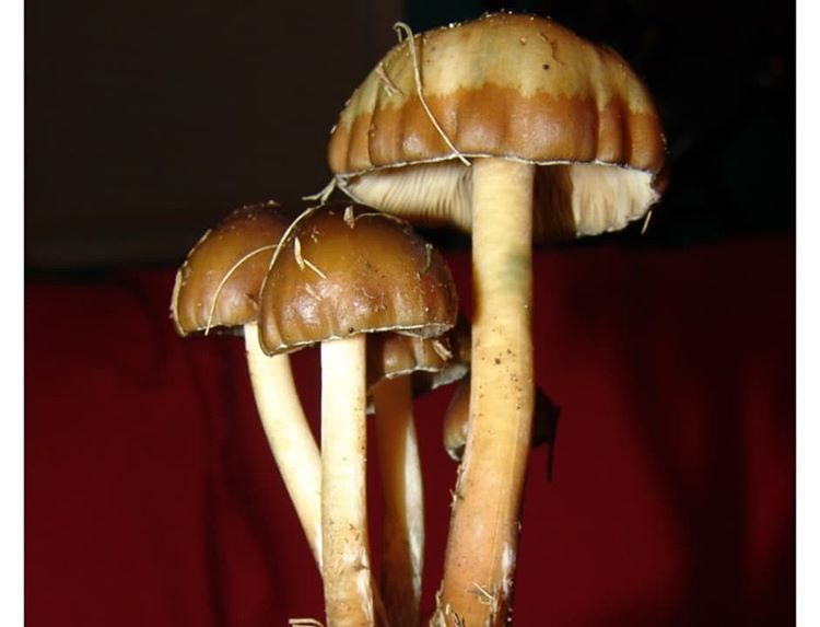 Psilocybe weilii - Image 4