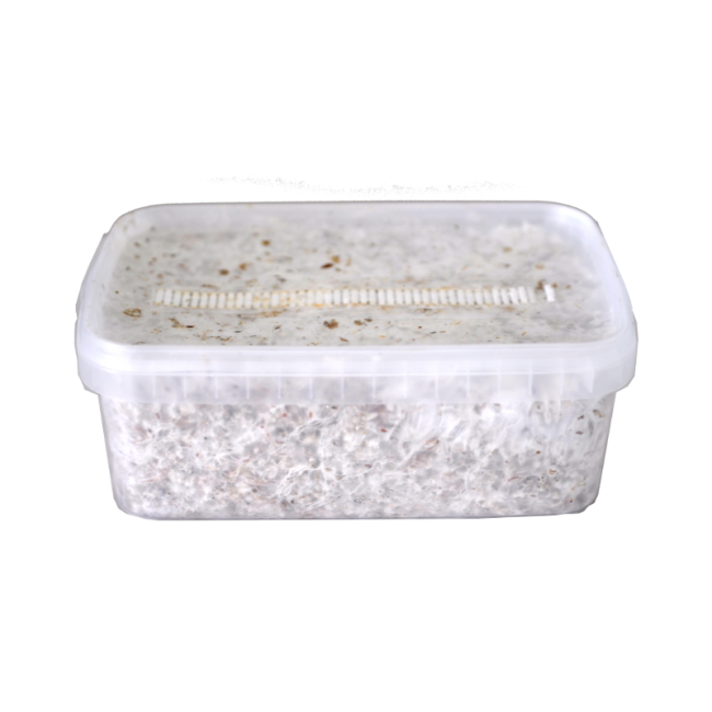 Mushroom Grow Kit Amazon XP - Image 2
