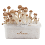 Mushroom Grow Kit Amazon XP