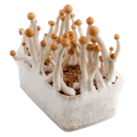 Grow Kit Mazatapec XP by FreshMushrooms