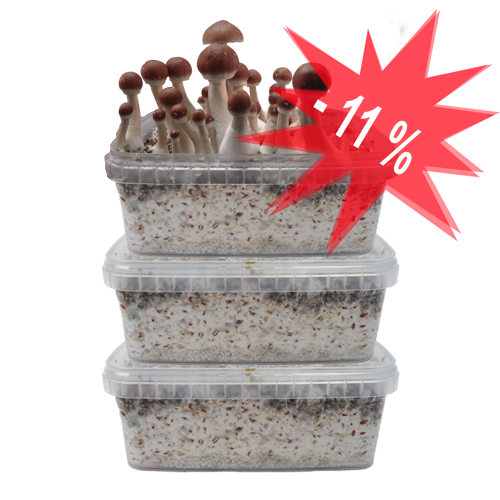 Magic Mushroom Grow Kits Combi Deal - 3 Pack