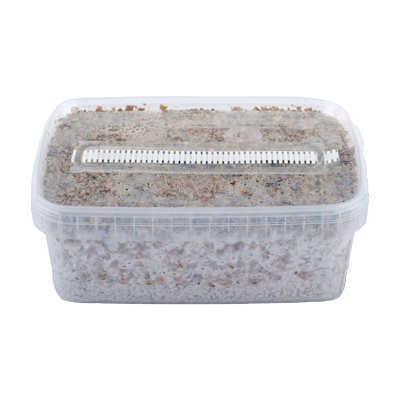 Magic Mushroom Grow Kits Combi Deal - 3 Pack - Image 2