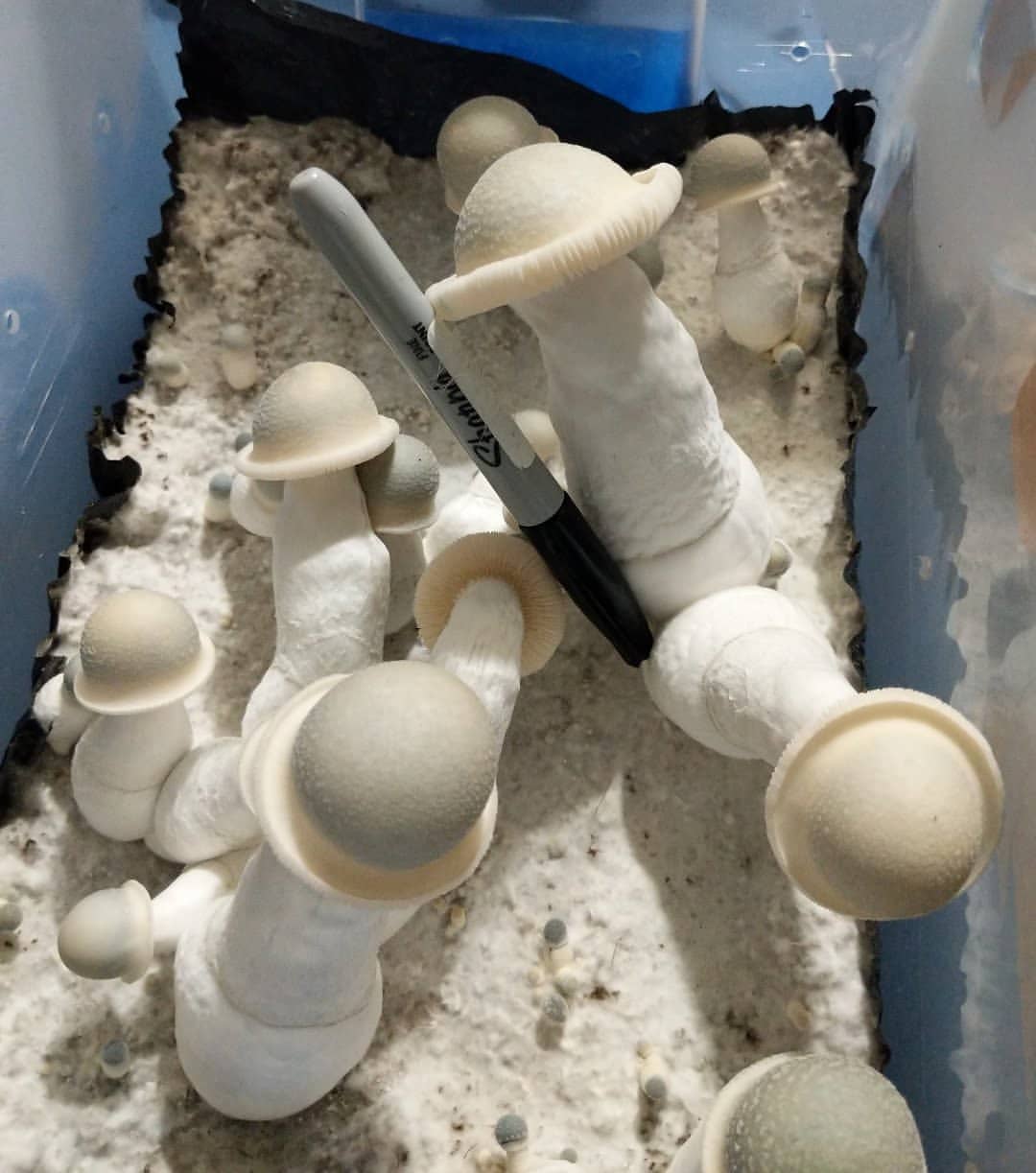 Albino Penis Envy Mushroom - Image 3