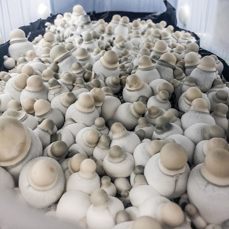 Albino Penis Envy Mushroom - Image 2