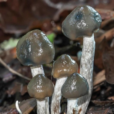Psilocybe baeocystis - Image 2
