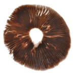 Red boy psilocybe cubensis pore print