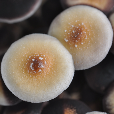 Grow Kit Thai - Image 2