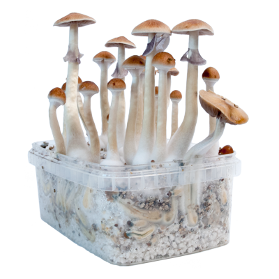 Grow Kit Treasure Coast - Image 5