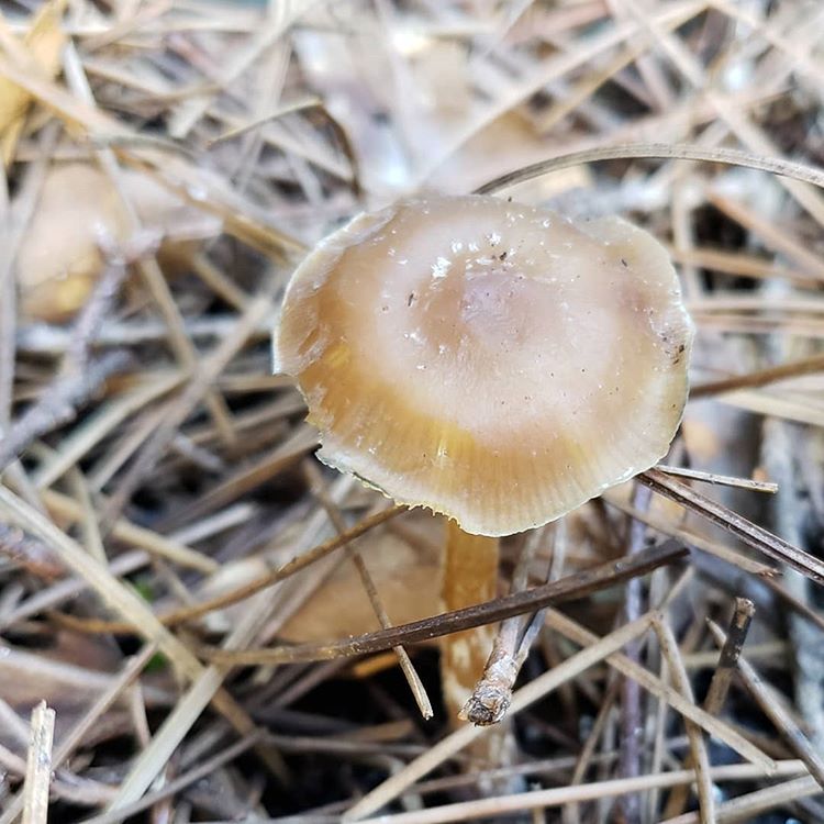 Psilocybe weilii - Image 3