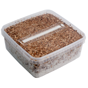 Grow Kit Golden Teacher XL