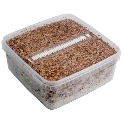 Grow Kit Golden Teacher XL