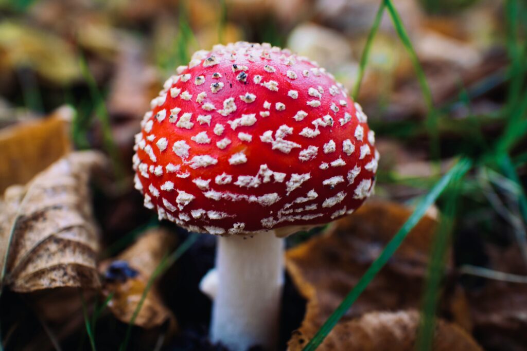 Buying psychedelic mushrooms online