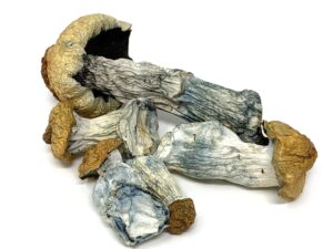 dried mushrooms
