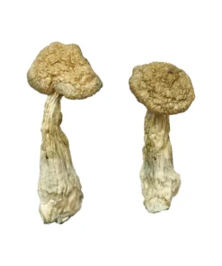 Burma magic mushroom how long does magic mushrooms stay in your system