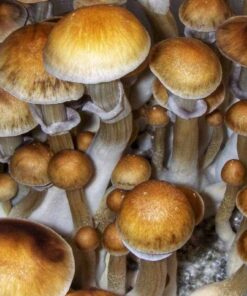 Burma Cubensis Mushroom Spores