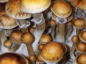 Burma Cubensis Mushroom Spores